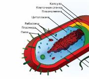 Sastav bakterijske stanice i funkcije citoplazme