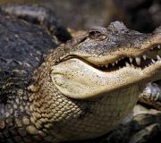 Výklad snu: Proč sníte o krokodýlovi?