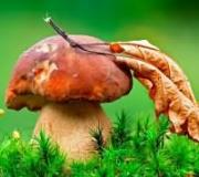 Why do you dream about Mushroom, interpretation according to the dream book
