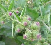 What does burdock treat: recipes for treatment with burdock leaves and roots Collecting burdock roots