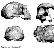 Homo erectus - что это такое?