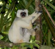 Animali meravigliosi del Madagascar Mondo animale del Madagascar