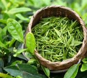 All about green tea: secrets, facts, history and rating of the best varieties