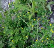 Hop alfalfa (Medicago lupulina, Leguminosae)