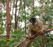 Animali insoliti del Madagascar Flora e fauna del Madagascar
