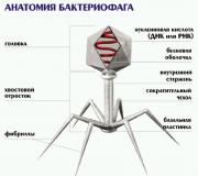 Description of bacteriophages.  Bacteriophages.  The structure of bacteriophages The discovery of bacteriophages belongs to