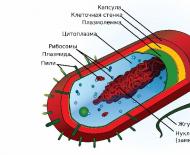 Sastav bakterijske stanice i funkcije citoplazme