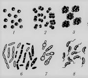 Prezentacija Kingdom of Bacteria za sat biologije (5. razred) na tu temu